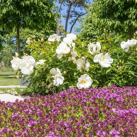 Schmidt - Strandhaus Direkt Am Mit Sauna, Sport Und Duenengarten Iv *